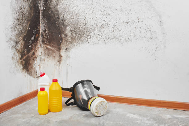 Best Professional Mold Removal  in Lake Station, IN