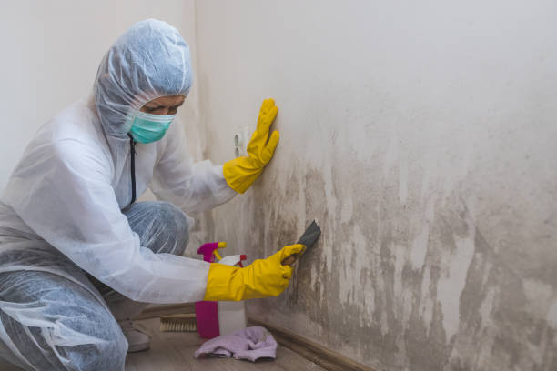 Best Mold Removal Company Near Me  in Lake Station, IN