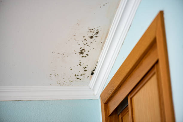 Best Mold Testing  in Lake Station, IN