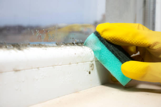 Best Black Mold Removal  in Lake Station, IN