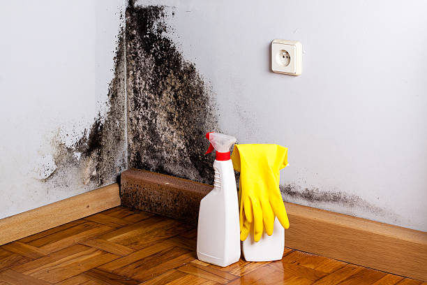 Best Mold Testing  in Lake Station, IN