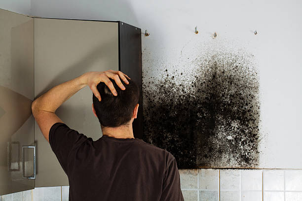 Best Local Mold Removal Service  in Lake Station, IN