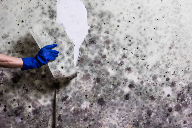Trusted Lake Station, IN Mold Removal Experts