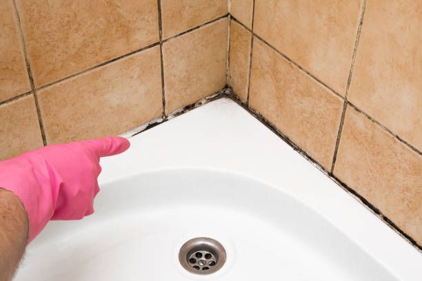 Best Toxic Mold Removal  in Lake Station, IN